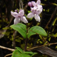 Neanotis monosperma (Wight & Arn.) W.H.Lewis